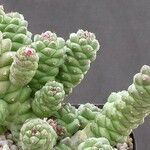 Euphorbia ritchiei Fulla