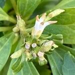 Pachysandra terminalis Flower