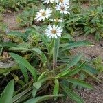 Symphyotrichum novi-belgii花