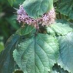 Clerodendrum bungeiFloro