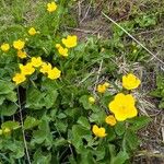 Caltha palustrisBloem