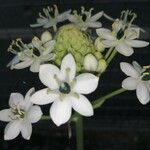 Melomphis arabica Квітка