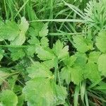 Ranunculus repens Leaf