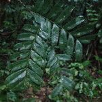 Hymenostegia bakeriana Leaf