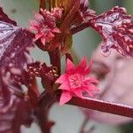 Hibiscus acetosella Λουλούδι