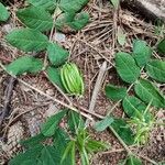 Astragalus glycyphyllosFruchs