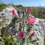Echium angustifolium Кветка