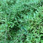 Sedum sarmentosum Leaf
