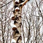 Betula alleghaniensis Kôra