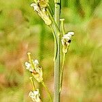 Turritis glabra Floare