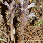 Orobanche rosmarina Habitus