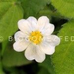 Fragaria moschata Flower