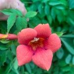 Campsis radicans花