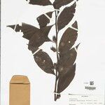 Ludwigia densiflora ᱮᱴᱟᱜ