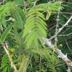 Senegalia ataxacantha Leaf