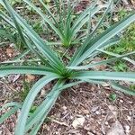 Asphodelus macrocarpus Blatt