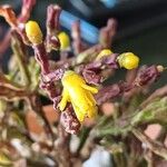 Rhipsalis clavata Flower