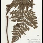 Cyathea surinamensis 叶