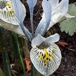 Iris reticulata Flor