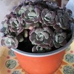 Sedum spathulifolium Yaprak