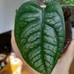 Monstera siltepecana Feuille