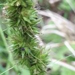 Carex vulpinoidea Corteza