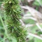 Carex vulpinoidea Rinde