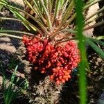 Chamaerops humilis Fruto