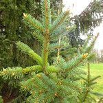 Picea engelmannii Лист