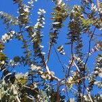 Eucalyptus pulverulenta Blad