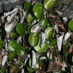 Adiantum reniforme Vivejo