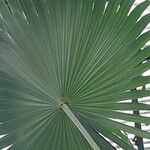 Thrinax parviflora Hoja