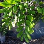 Cupaniopsis anacardioides Blatt