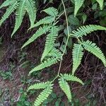 Gleichenella pectinata Hoja