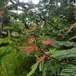 Calliandra houstoniana ফুল