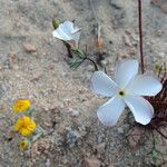 Linanthus dichotomus Flower