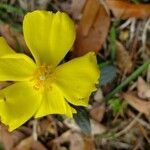 Tuberaria lignosa Flower