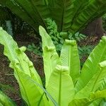 Asplenium antiquum Leaf