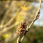 Betula humilis Fruto