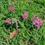 Achillea distans Otro