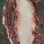 Coelocaryon preussii Corteza