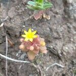 Aichryson parlatorei Flower