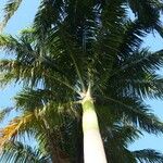 Roystonea regia Hábito