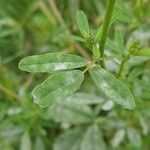 Melilotus officinalis Leaf