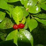 Psychotria chagrensis Плод