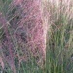 Eragrostis spectabilis ᱵᱟᱦᱟ