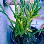 Crassula muscosa Листок