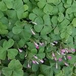 Oxalis articulata Lorea