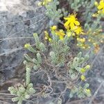 Hypericum ericoides Leaf