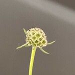 Scabiosa triandra Fruit